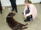 Czekoladowy labrador - terapeuta 